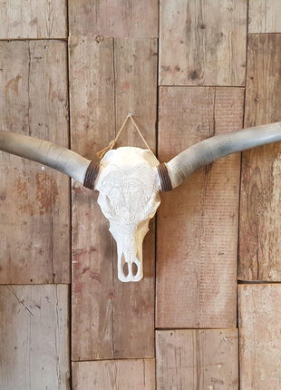 Longhoorn Skull - Dierenschedel - Buffelschedel - Schedel voor aan de muur - Dierenhoofd - 1 Meter | Viënna