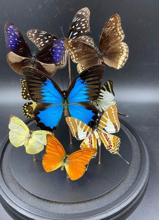 Stolp met vlinders  9 vlinders