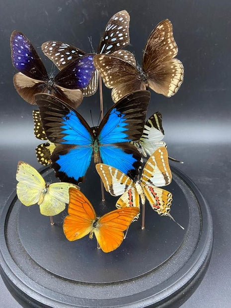 Stolp met vlinders  9 vlinders