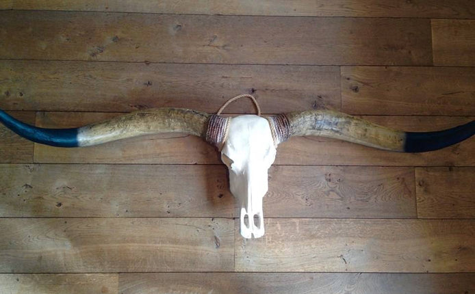 Longhoorn bruine hoorns zwarte uiteinden 1,70m