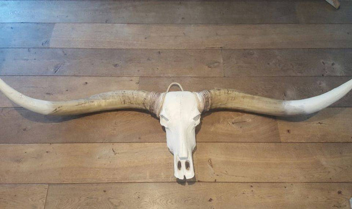 Longhoorn bruine hoorns witte uiteinden 1,70m