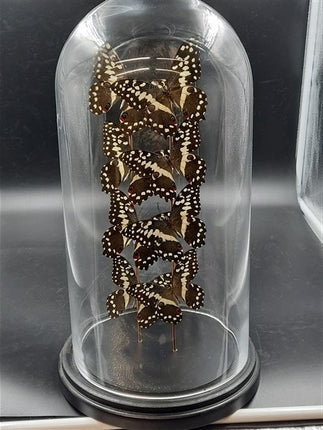 Stolp met echte vlinders ( 8 stuks)