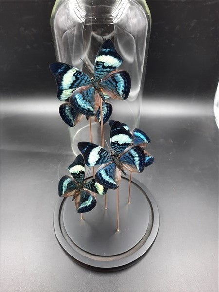 Vlinderstolp - Vlinder Stolp - Stolpen - Blauw - 30 cm