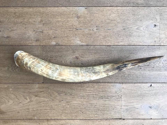 Watusi longhoorn