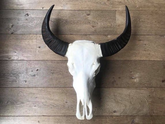 Skull echt buffel gebleekt