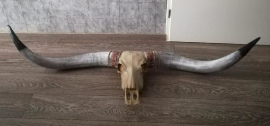 Longhoorn grijze hoorns zwarte uiteinden 1.70m