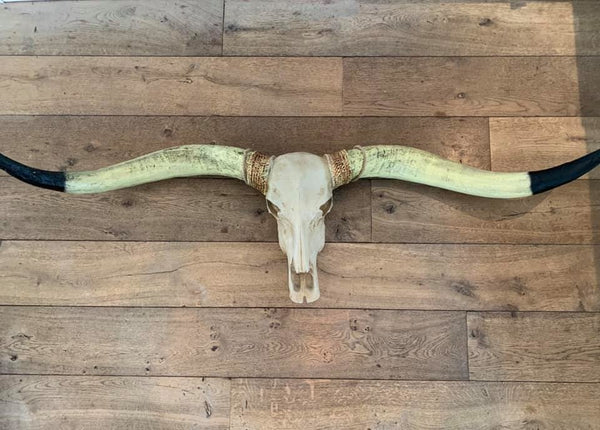 Longhoorn bruine hoorns witte punt