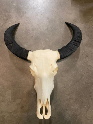 Skull echt buffel