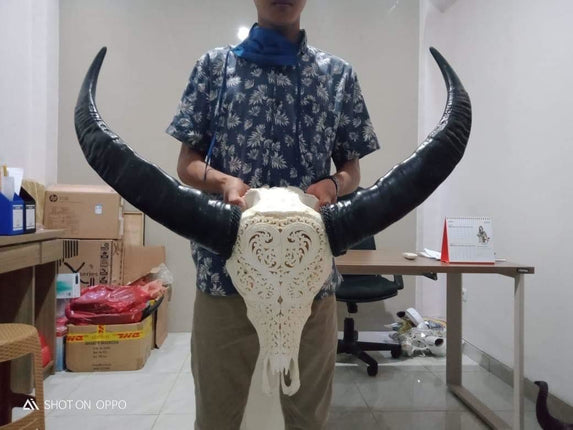 Skull echt XL
