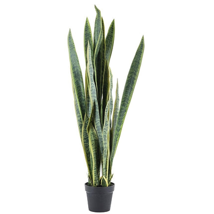 Sansevieria - large