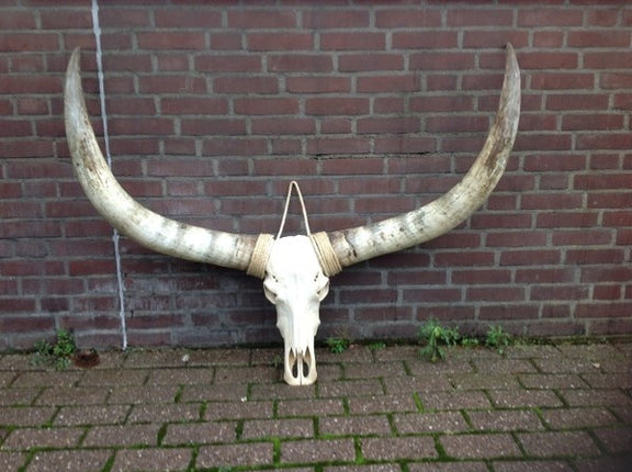Gebleekte longhoorn