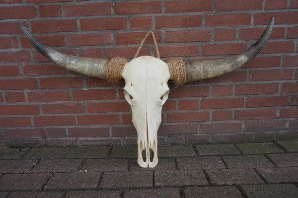 Longhoorn echt Small
