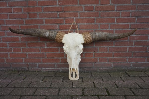 Longhoorn echt Small