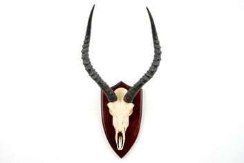 Biesbok schedel - Copy