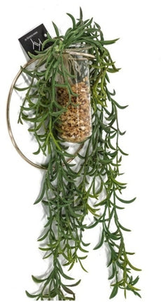 Plant in hangende ring