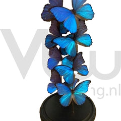 Collection image for: Vlinderstolpen