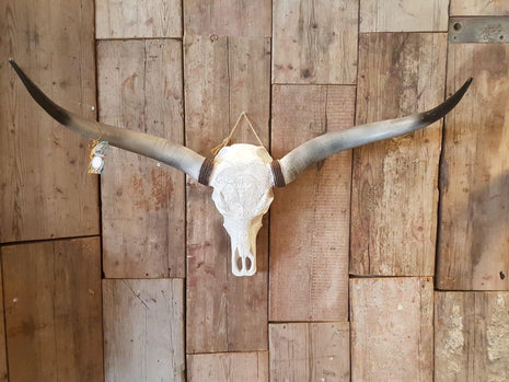 Longhoorn Skull - Dierenschedel - Buffelschedel - Schedel voor aan de muur - Dierenhoofd - 1 Meter | Viënna
