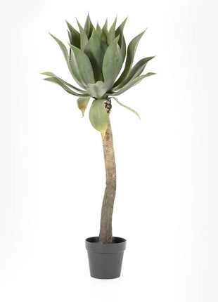 Agave on stem - large