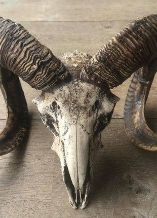 Skull ram