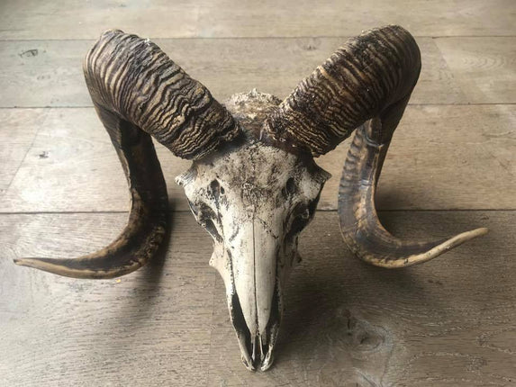 Skull ram