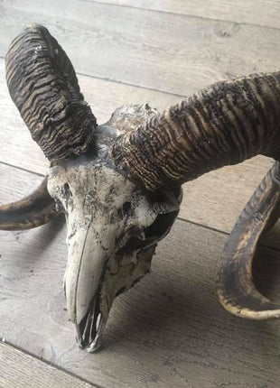 Skull ram