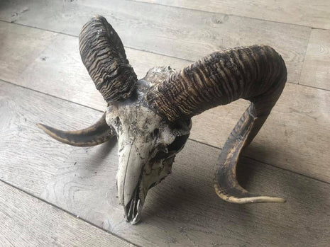 Skull ram