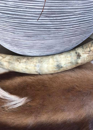 Watusi longhoorn