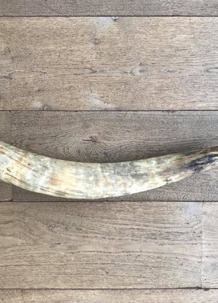 Watusi longhoorn