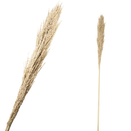 Fluffy grass dried 140cm ( 1 stuk)