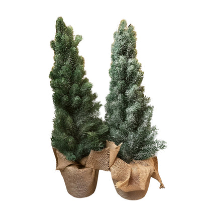 Denneboom 65cm