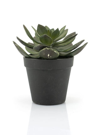 Succulent Echeveria 2