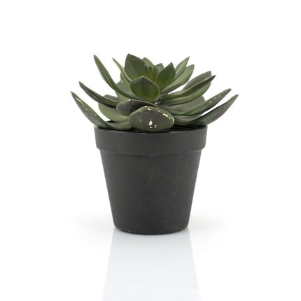 Succulent Echeveria 2