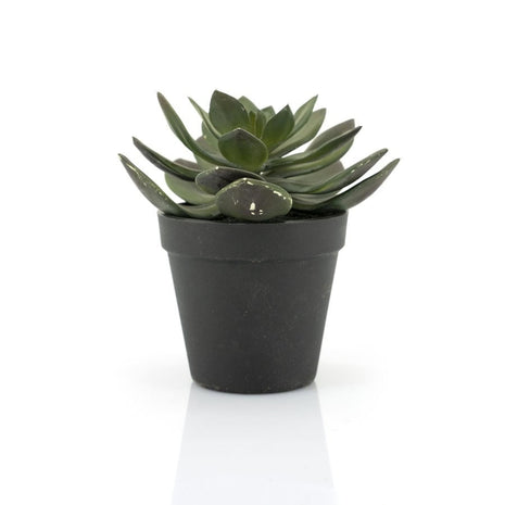 Succulent Echeveria 2