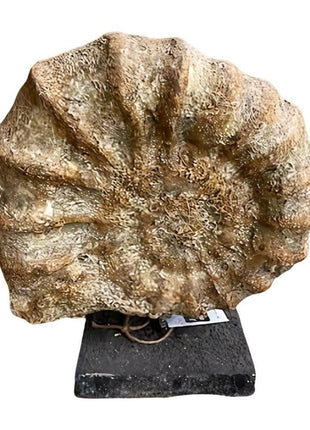 Fossiel on stand 36x14H42cm