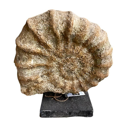 Fossiel on stand 36x14H42cm