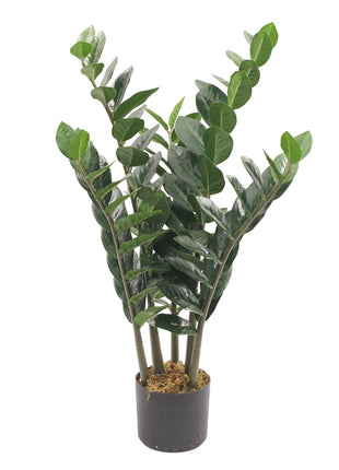 Kunstplant Zami Zamioculcas zamiifolia 80cm