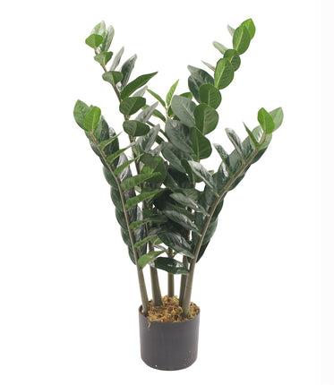 Kunstplant Zami Zamioculcas zamiifolia 80cm
