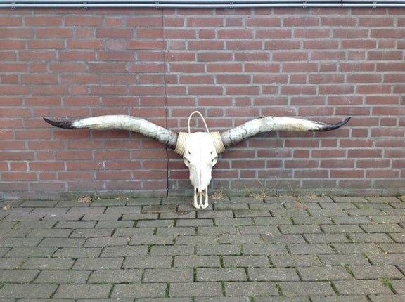 Longhoorn echt  Medium