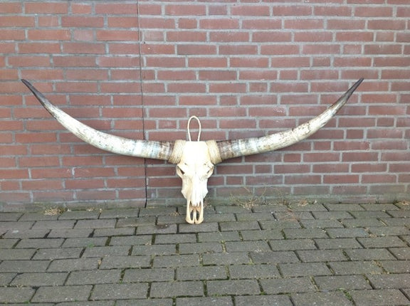 Longhoorn echt  Medium