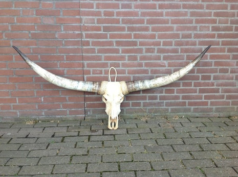 Longhoorn echt  Medium