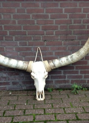 Gebleekte longhoorn