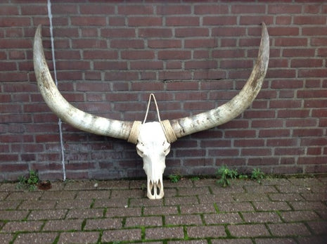 Gebleekte longhoorn