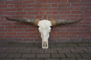 Longhoorn echt  Small
