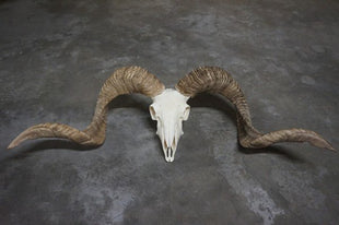 Ram schedel 2
