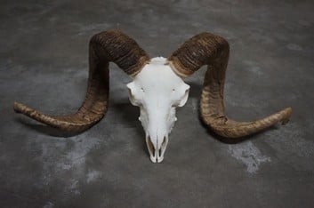 Ram schedel 3