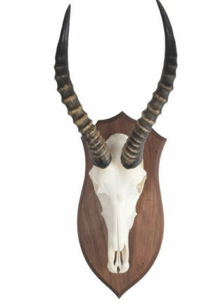 Biesbok schedel