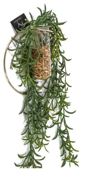 Plant in hangende ring