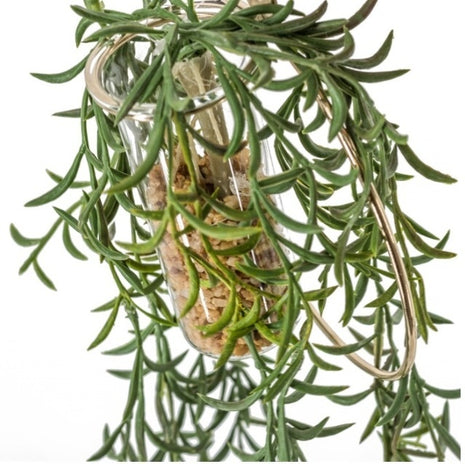 Plant in hangende ring