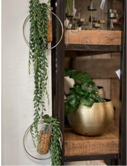 Plant in hangende ring